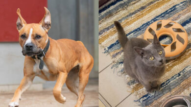 Cleo und Eliot © TiKo