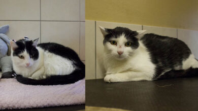 Muni und Whisky © TiKo